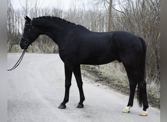 KWPN, Caballo castrado, 4 años, 171 cm, Negro