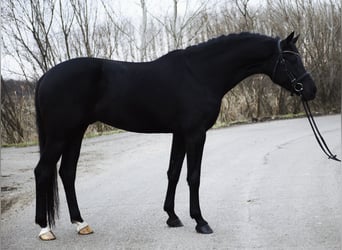 KWPN, Caballo castrado, 4 años, 171 cm, Negro
