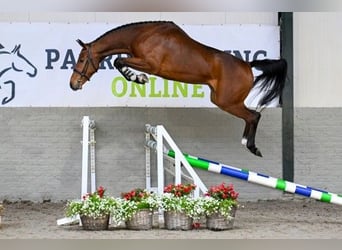 KWPN, Caballo castrado, 4 años, 172 cm