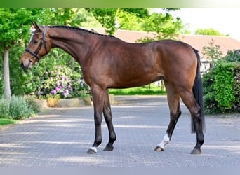 KWPN, Caballo castrado, 4 años, 172 cm