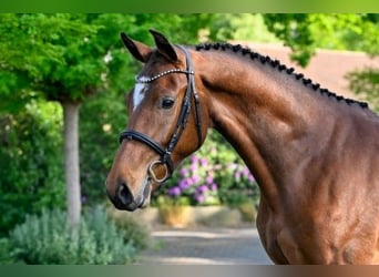 KWPN, Caballo castrado, 4 años, 172 cm