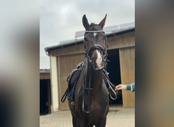 KWPN, Caballo castrado, 4 años, 172 cm, Castaño