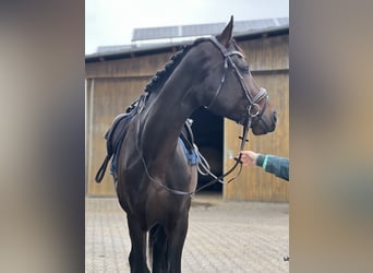 KWPN, Caballo castrado, 4 años, 172 cm, Castaño