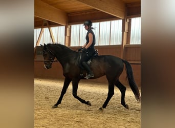 KWPN, Caballo castrado, 4 años, 172 cm, Castaño