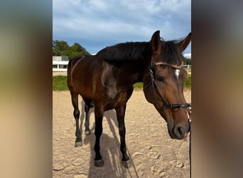 KWPN, Caballo castrado, 4 años, 172 cm, Castaño