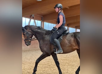 KWPN, Caballo castrado, 4 años, 172 cm, Castaño