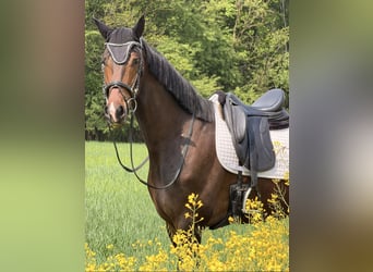 KWPN, Caballo castrado, 4 años, 172 cm, Castaño