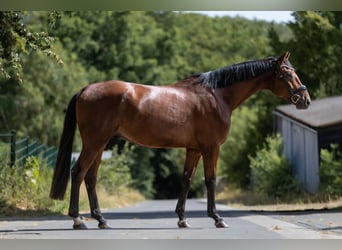 KWPN, Caballo castrado, 4 años, 172 cm, Castaño