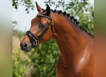 KWPN, Caballo castrado, 4 años, 172 cm, Castaño