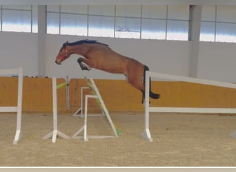 KWPN, Caballo castrado, 4 años, 172 cm, Castaño