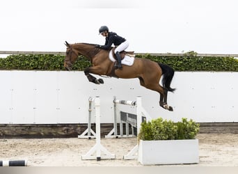 KWPN, Caballo castrado, 4 años, 172 cm, Castaño