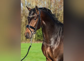 KWPN, Caballo castrado, 4 años, 172 cm, Castaño oscuro