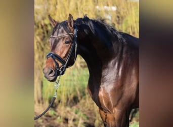 KWPN, Caballo castrado, 4 años, 172 cm, Castaño oscuro