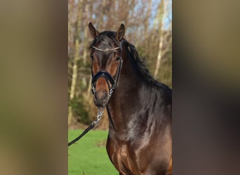 KWPN, Caballo castrado, 4 años, 172 cm, Castaño oscuro