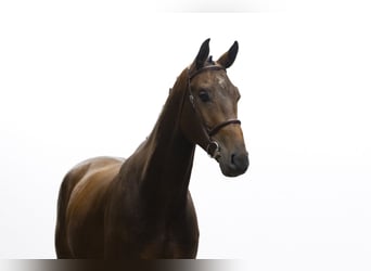KWPN, Caballo castrado, 4 años, 172 cm, Castaño oscuro