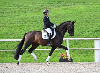 KWPN, Caballo castrado, 4 años, 172 cm, Morcillo