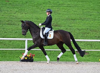 KWPN, Caballo castrado, 4 años, 172 cm, Morcillo