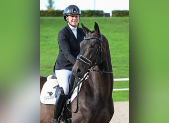 KWPN, Caballo castrado, 4 años, 172 cm, Morcillo