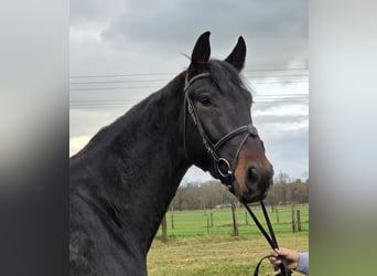 KWPN, Caballo castrado, 4 años, 172 cm, Morcillo