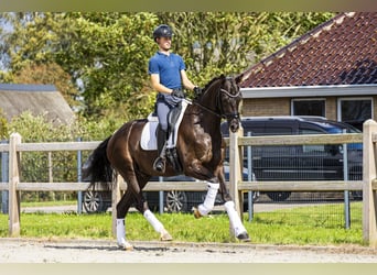 KWPN, Caballo castrado, 4 años, 172 cm, Negro