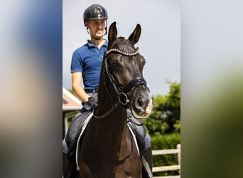 KWPN, Caballo castrado, 4 años, 172 cm, Negro