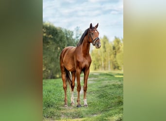 KWPN, Caballo castrado, 4 años, 173 cm, Alazán-tostado