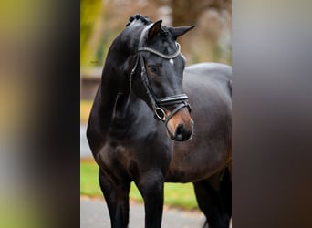 KWPN, Caballo castrado, 4 años, 173 cm, Castaño oscuro