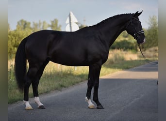 KWPN, Caballo castrado, 4 años, 173 cm, Negro