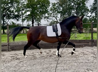 KWPN, Caballo castrado, 4 años, 174 cm, Castaño oscuro