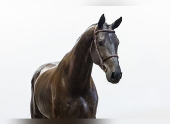 KWPN, Caballo castrado, 4 años, 174 cm, Morcillo