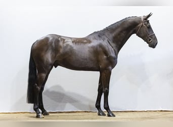 KWPN, Caballo castrado, 4 años, 174 cm, Morcillo