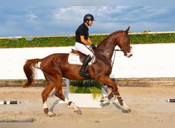 KWPN, Caballo castrado, 4 años, 175 cm, Alazán