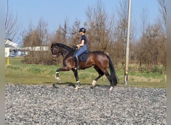 KWPN, Caballo castrado, 4 años, 175 cm, Castaño