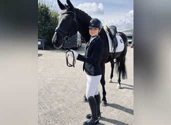 KWPN, Caballo castrado, 4 años, 175 cm, Negro