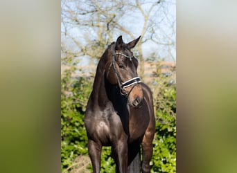 KWPN, Caballo castrado, 4 años, 176 cm, Castaño