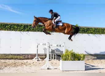 KWPN, Caballo castrado, 4 años, 177 cm, Castaño