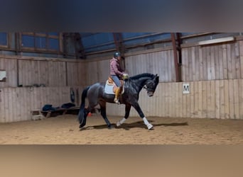 KWPN, Caballo castrado, 4 años, 177 cm, Castaño oscuro