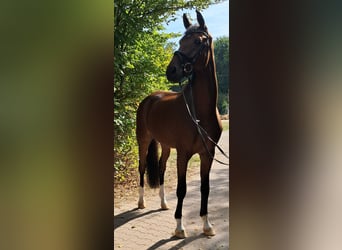 KWPN, Caballo castrado, 4 años, 178 cm, Castaño