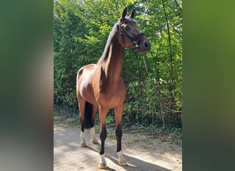 KWPN, Caballo castrado, 4 años, 178 cm, Castaño