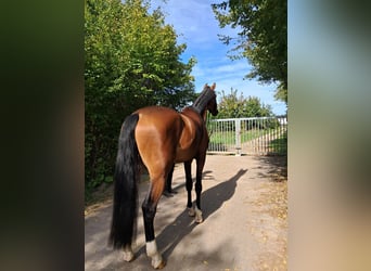 KWPN, Caballo castrado, 4 años, 178 cm, Castaño