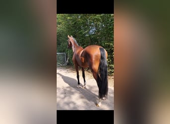 KWPN, Caballo castrado, 4 años, 178 cm, Castaño