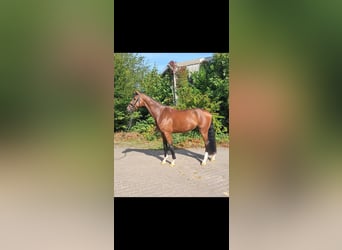 KWPN, Caballo castrado, 4 años, 178 cm, Castaño