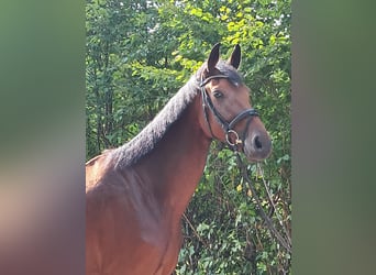 KWPN, Caballo castrado, 4 años, 178 cm, Castaño