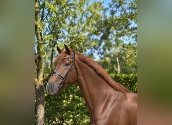 KWPN, Caballo castrado, 4 años, 182 cm, Alazán-tostado