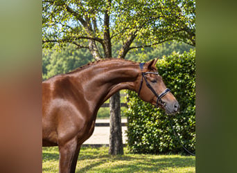 KWPN, Caballo castrado, 4 años, 182 cm, Alazán-tostado