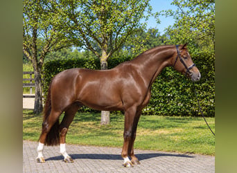 KWPN, Caballo castrado, 4 años, 182 cm, Alazán-tostado