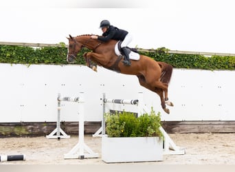 KWPN, Caballo castrado, 4 años, Alazán