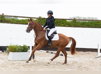KWPN, Caballo castrado, 4 años, Alazán