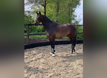 KWPN, Caballo castrado, 4 años