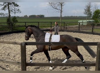 KWPN, Caballo castrado, 4 años